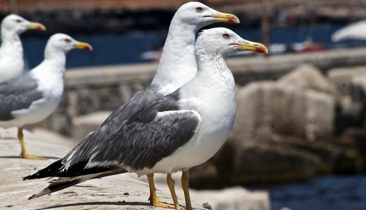 riserve naturali sicilia - birdwatching sicilia