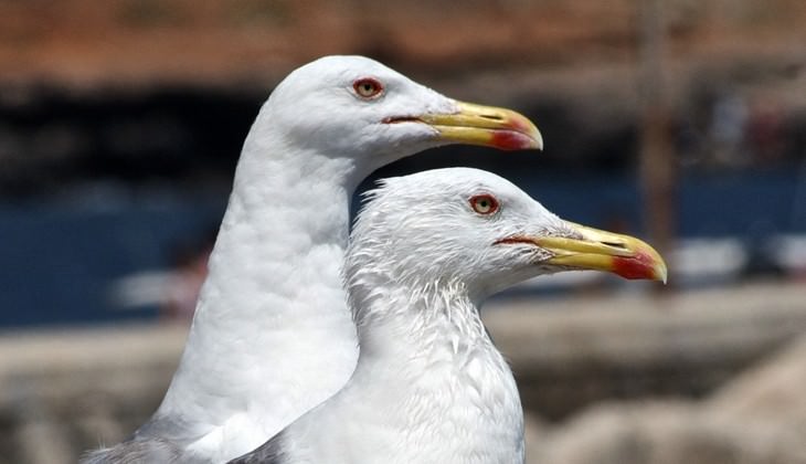 riserve naturali sicilia - birdwatching sicilia