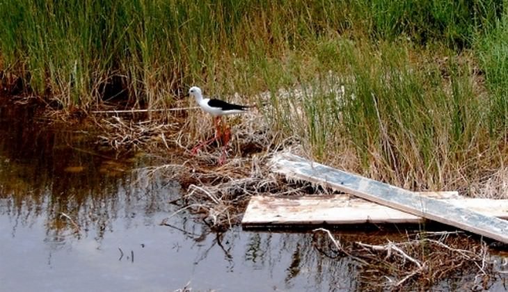 riserve naturali sicilia - birdwatching sicilia