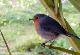 riserve naturali sicilia - birdwatching sicilia 