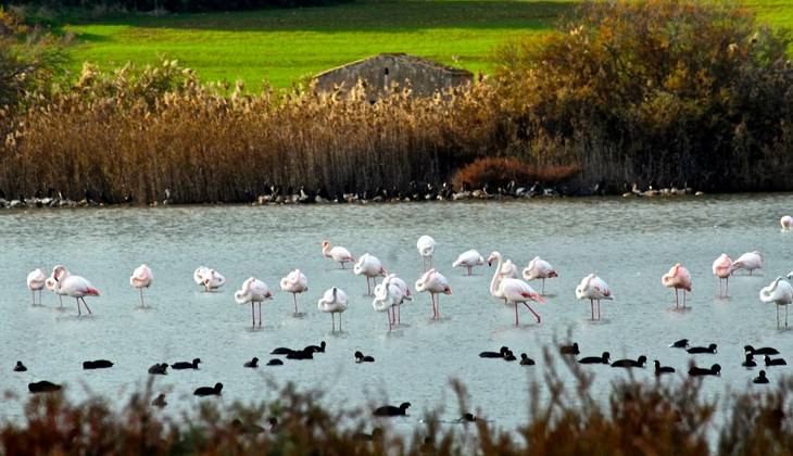 riserve naturali sicilia - birdwatching sicilia