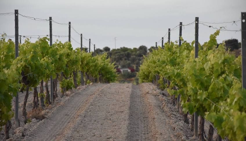 degustazione vini noto - cosa visitare a noto