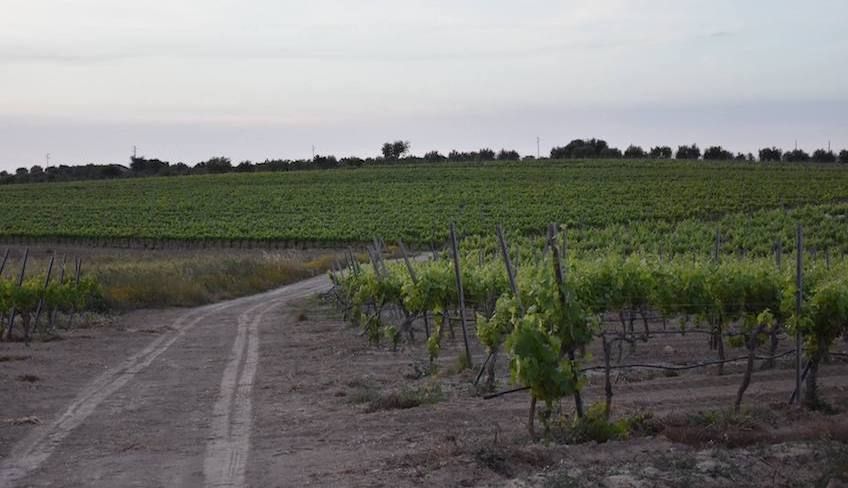 azienda agricola noto - degustazione vini noto