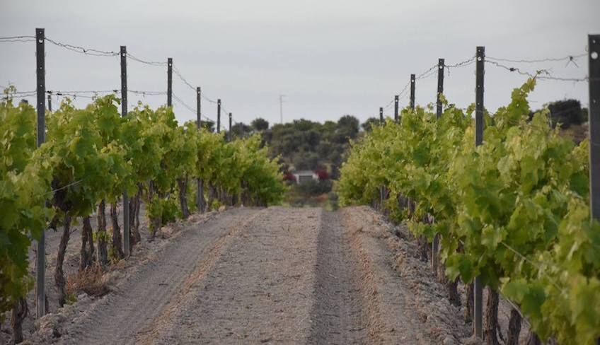 azienda agricola noto - degustazione vini noto