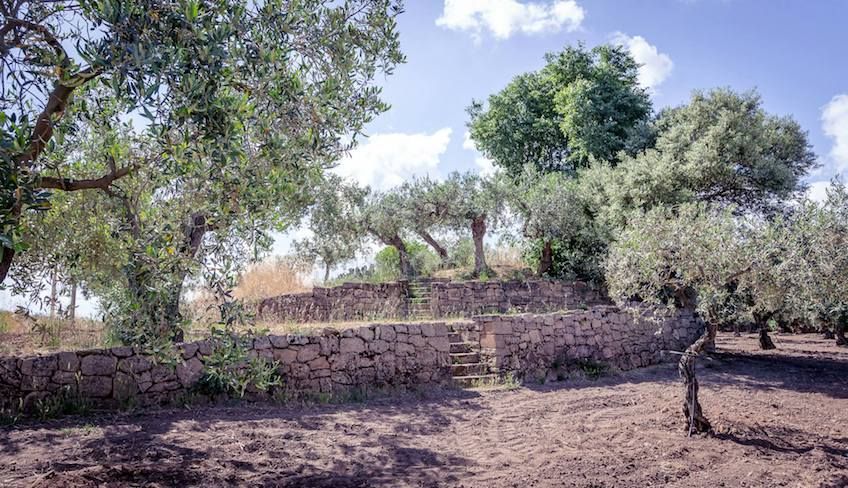 Cosa fare a trapani  - Olio extravergine di oliva trapani 